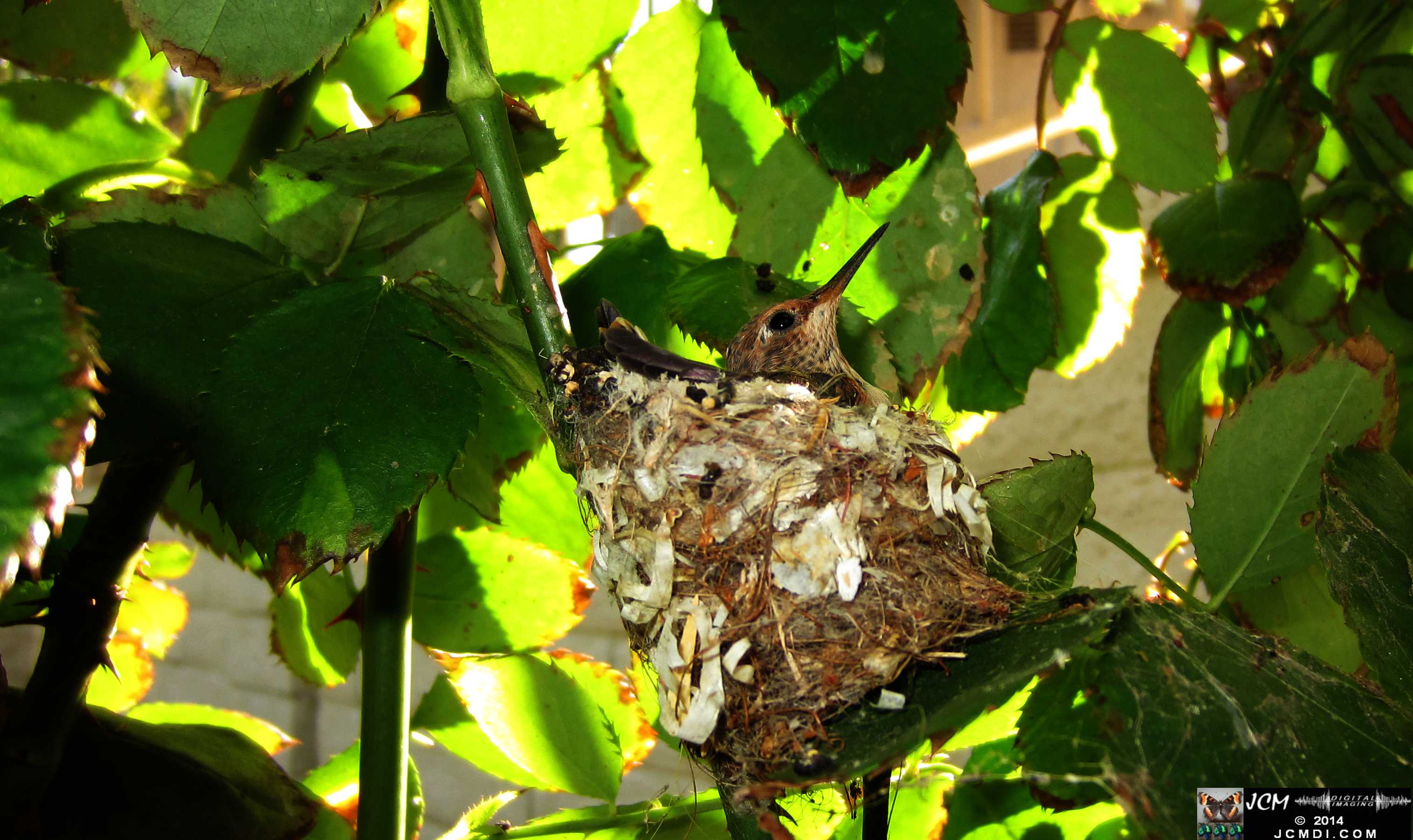 Allens Hummingbird chick and nest image 3-27-2014